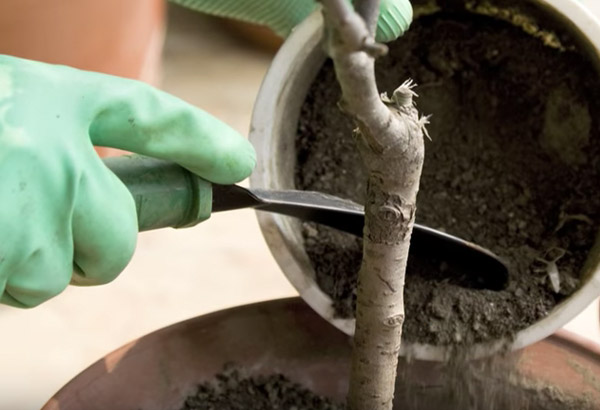 ¿Cómo cuidar una planta de sombra?