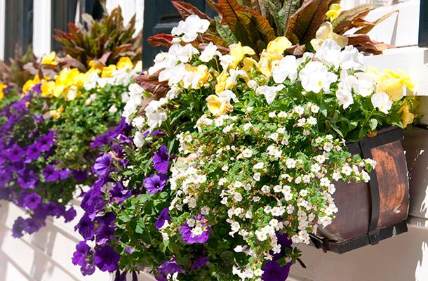 Cómo cuidar plantas de exterior