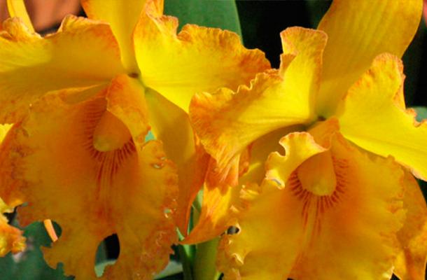 Cómo plantar orquídeas