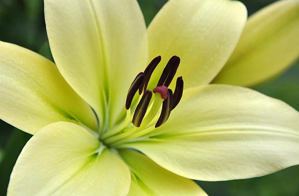 Details 100 imagen lilium lirio