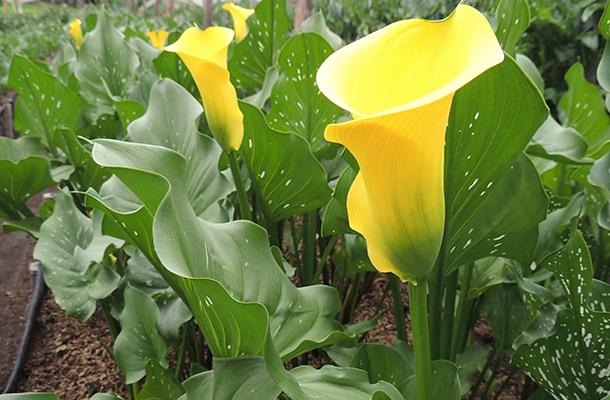 Calas, alcatraces o cartuchos 