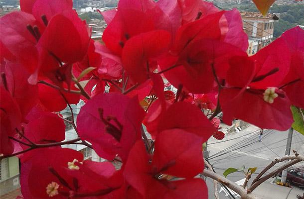 Bougainvillea o veranera: Cultivo