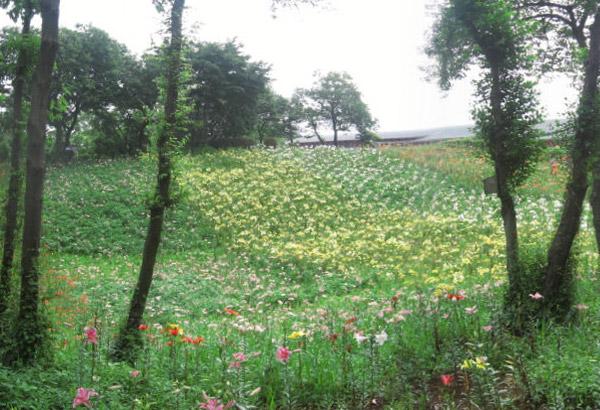 Jardín de Lirios de Tokorozawa