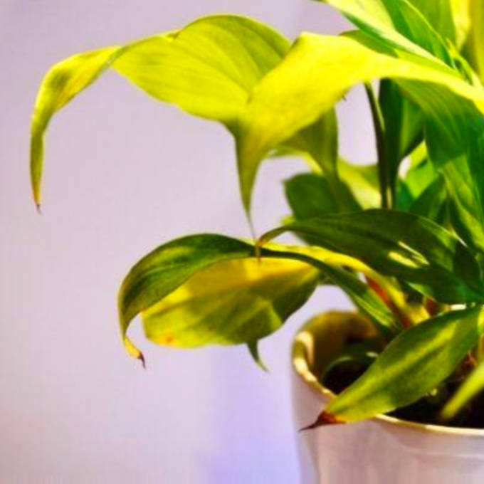 ¿Cómo decorar con plantas de interior?