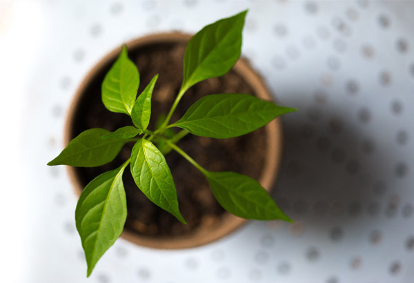 Cómo cultivar las mejores aromáticas en casa