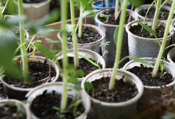 Hierbas aromáticas para un huerto urbano sin importar el espacio de tu casa