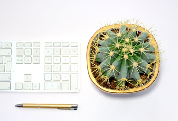 ¿Pueden los cactus absorber las radiaciones y las malas energías?