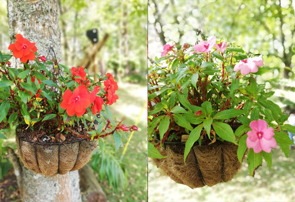 Besitos: Cultivo y cuidados