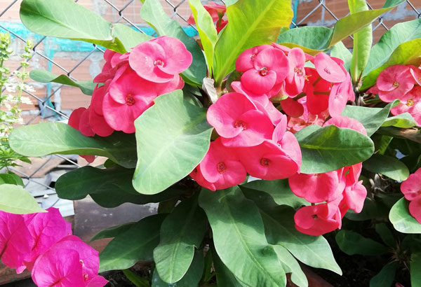 Corona de espinas o Corona de Cristo: Cultivo y cuidado