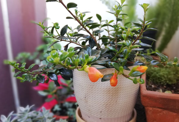 Pescadito o Nematanto: Cultivo y cuidados