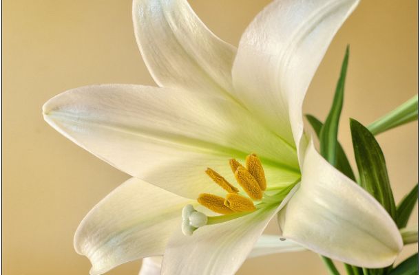 Azucena, Lilium o lirio: Cultivo y cuidado